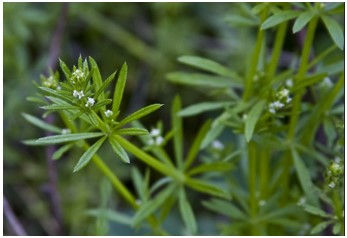 Immagine_2025-04-01_121036