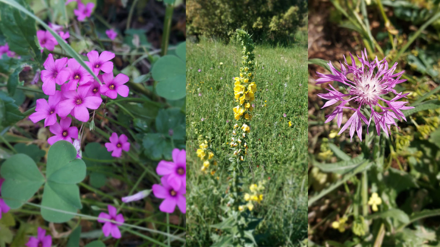 Erbe-spontanee-edibili-Sardegna
